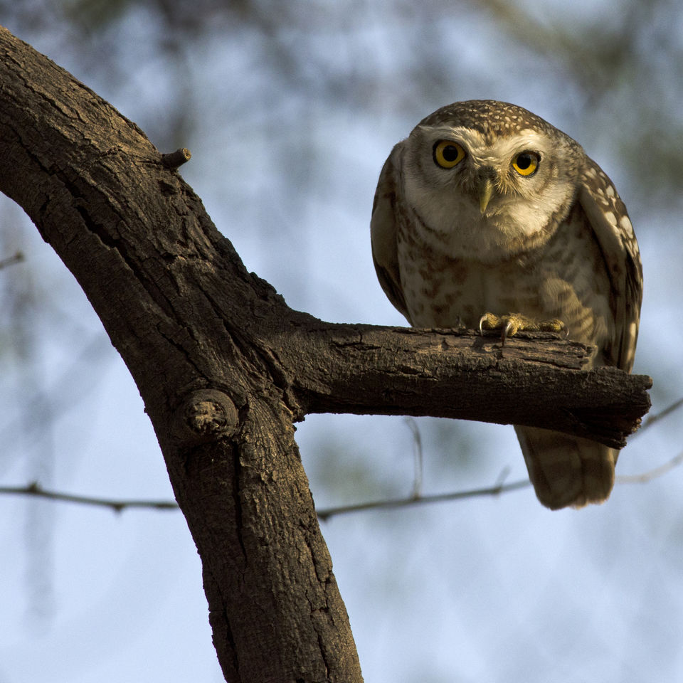 Photo of Keoladeo National Park, Bharatpur, Rajasthan 302001, India by PS Anand