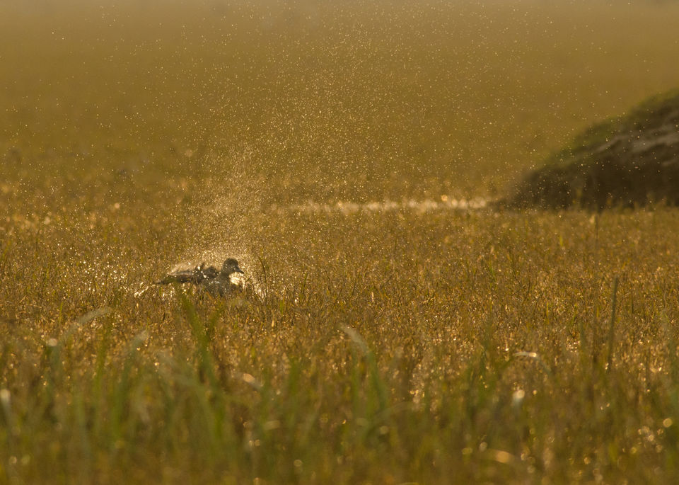 Photo of Keoladeo National Park, Bharatpur, Rajasthan, India by PS Anand