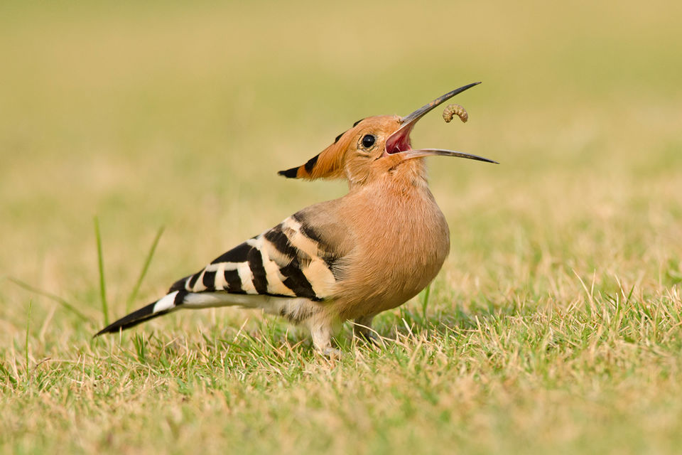 Photo of Keoladeo National Park, Bharatpur, Rajasthan 302001, India by PS Anand