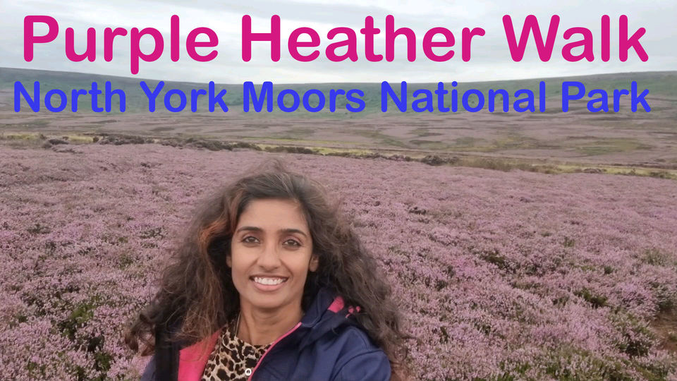 Photo of Purple Heather @North York Moors National Park by Selvi Eswaran