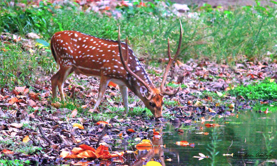 Photo of Dudhwa: The jungle is calling by Arindam Aditya