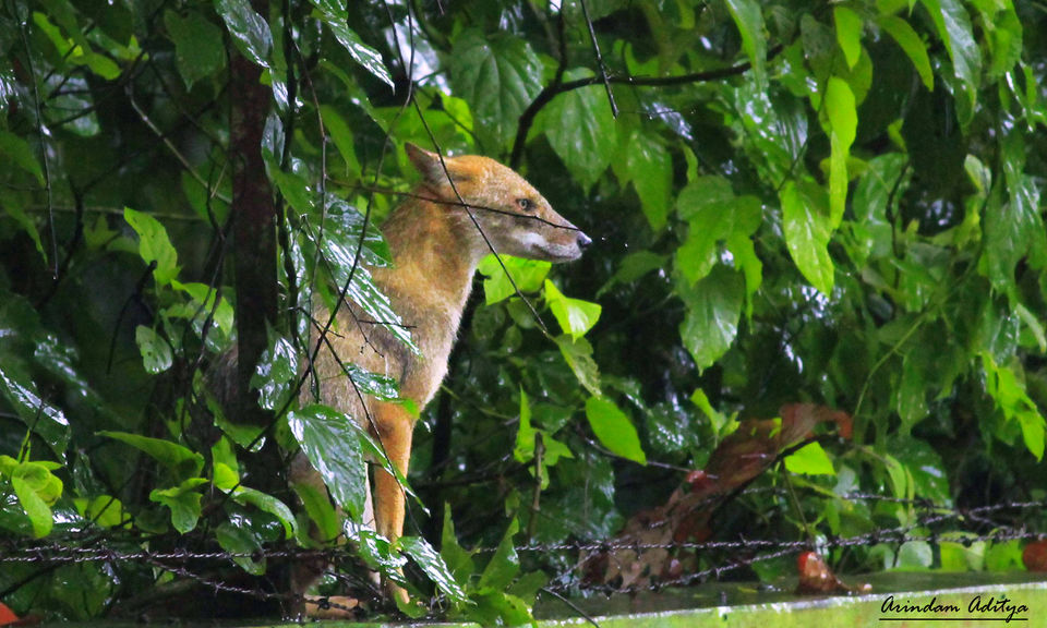 Photo of Dudhwa: The jungle is calling by Arindam Aditya