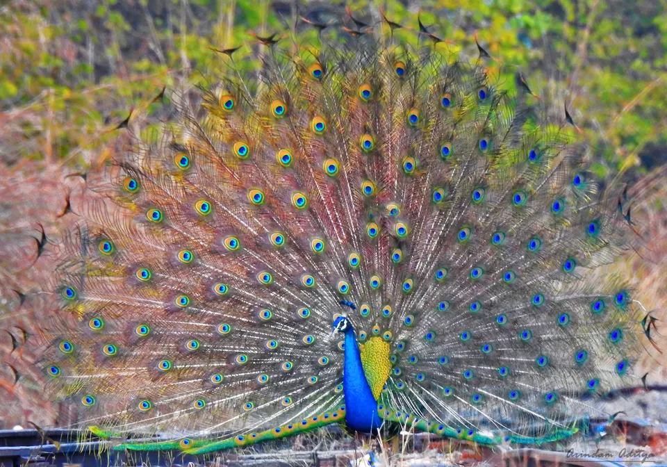 Photo of Dudhwa: The jungle is calling by Arindam Aditya