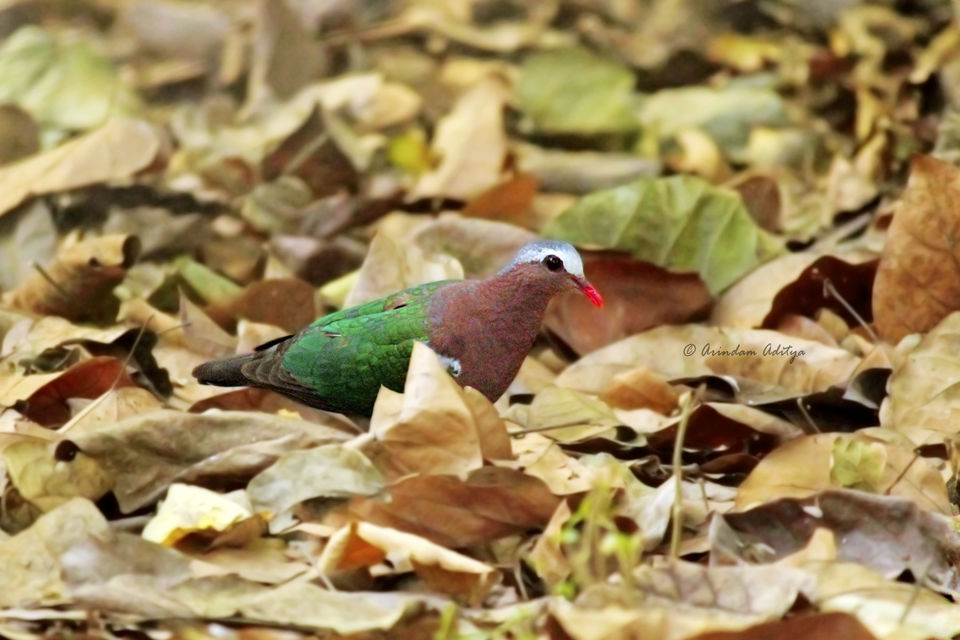 Photo of Dudhwa: The jungle is calling by Arindam Aditya