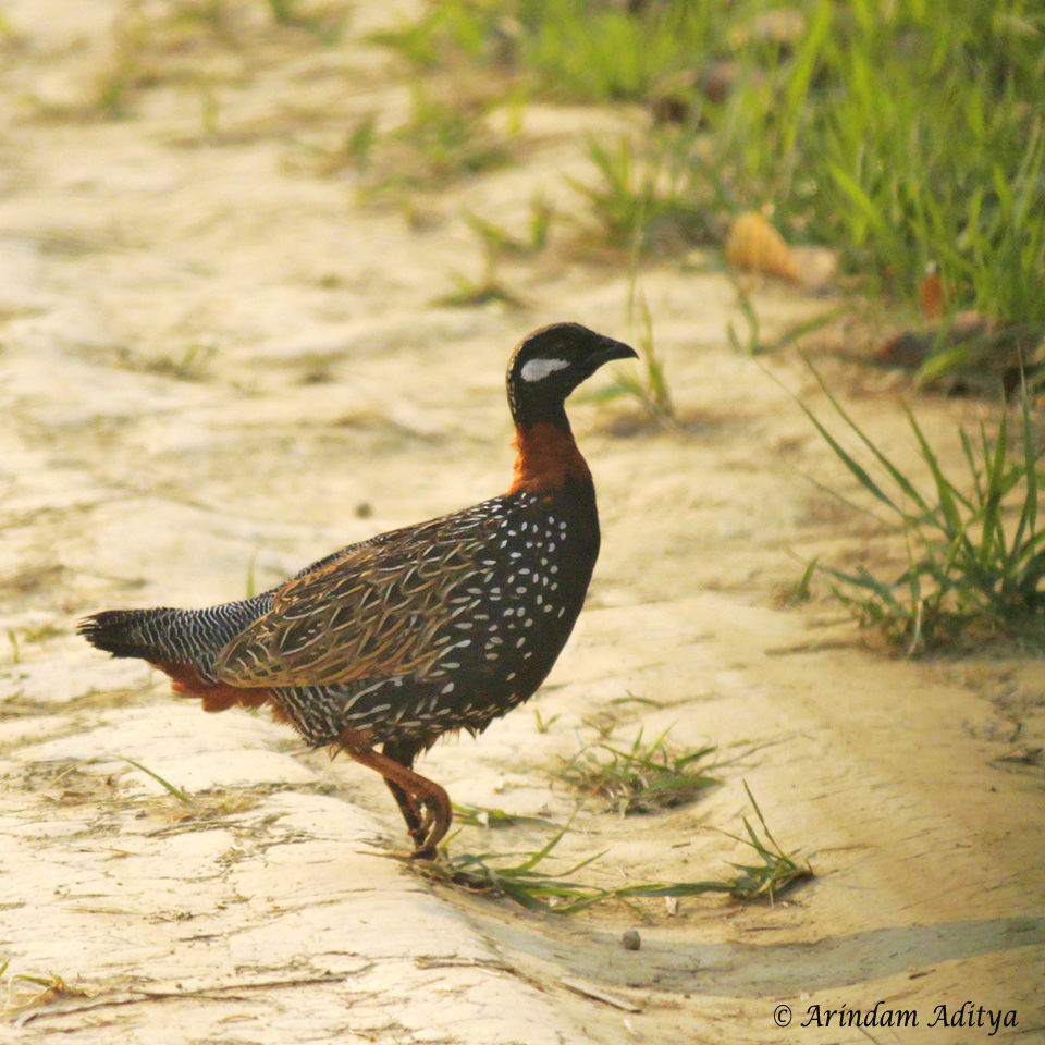 Photo of Dudhwa: The jungle is calling by Arindam Aditya