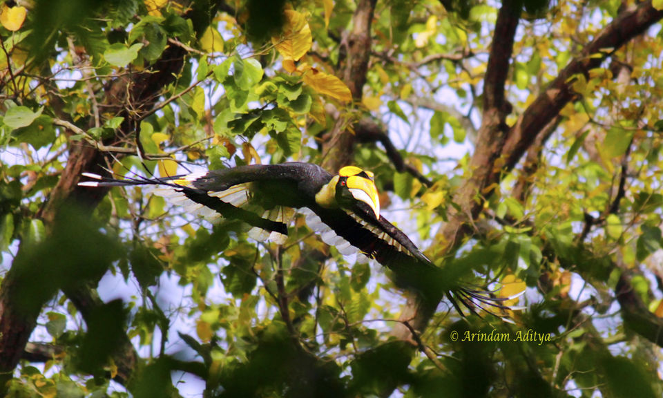 Photo of Dudhwa: The jungle is calling by Arindam Aditya