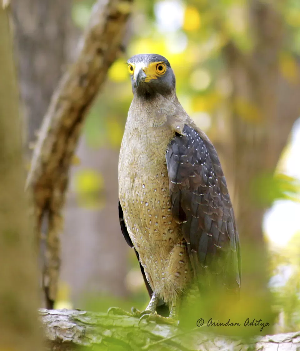 Photo of Dudhwa: The jungle is calling by Arindam Aditya