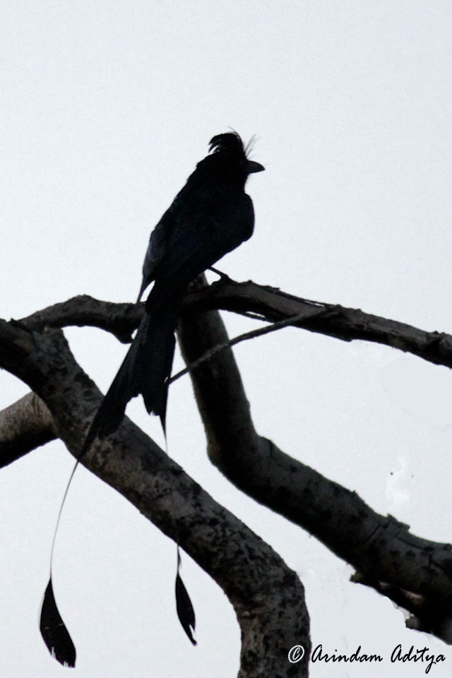 Photo of Dudhwa: The jungle is calling by Arindam Aditya