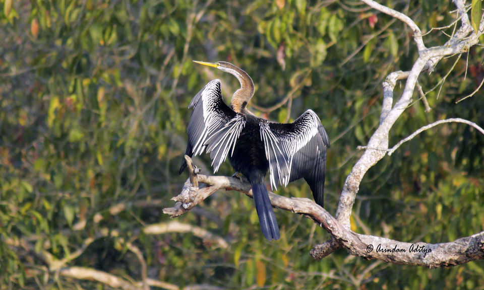 Photo of Dudhwa: The jungle is calling by Arindam Aditya