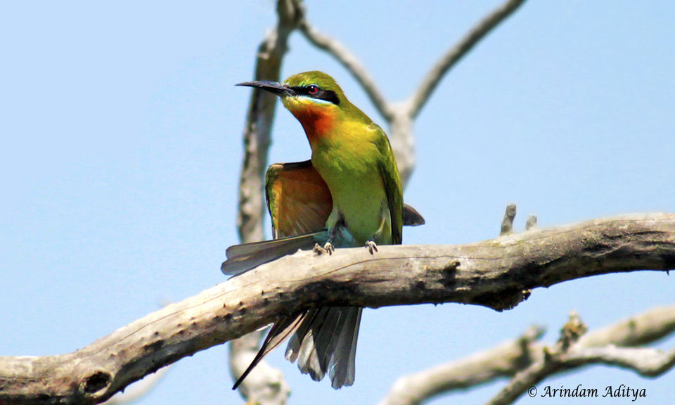 Photo of Dudhwa: The jungle is calling by Arindam Aditya