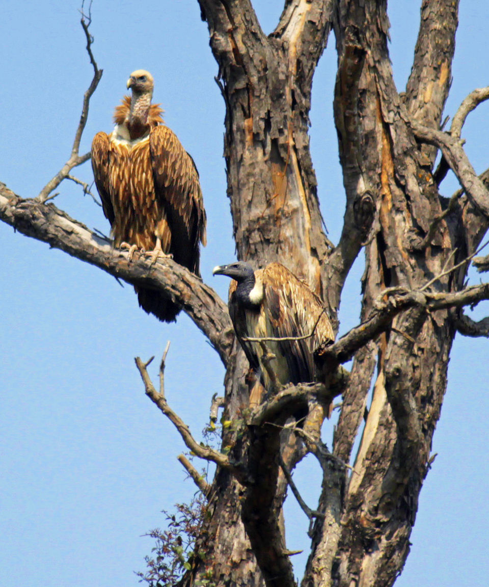 Photo of Dudhwa: The jungle is calling by Arindam Aditya