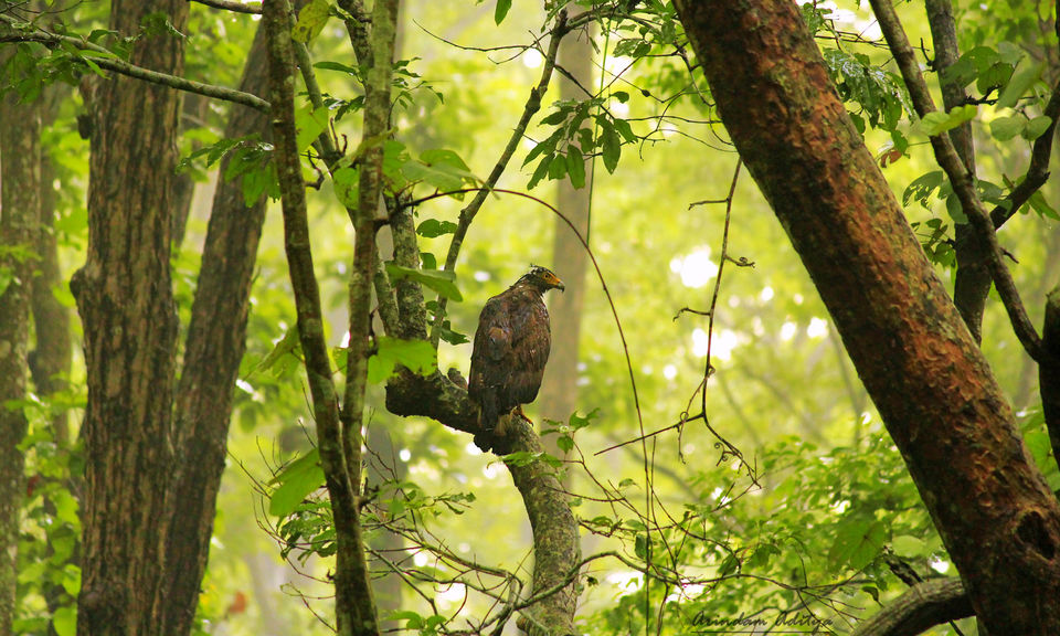 Photo of Dudhwa: The jungle is calling by Arindam Aditya