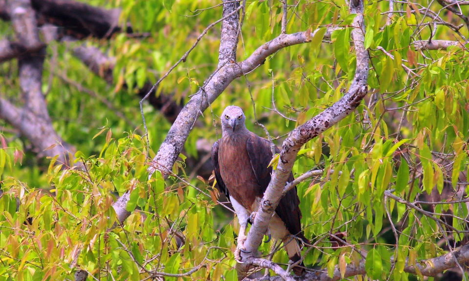 Photo of Dudhwa: The jungle is calling by Arindam Aditya