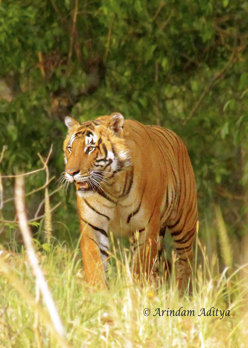 Photo of Dudhwa: The jungle is calling by Arindam Aditya