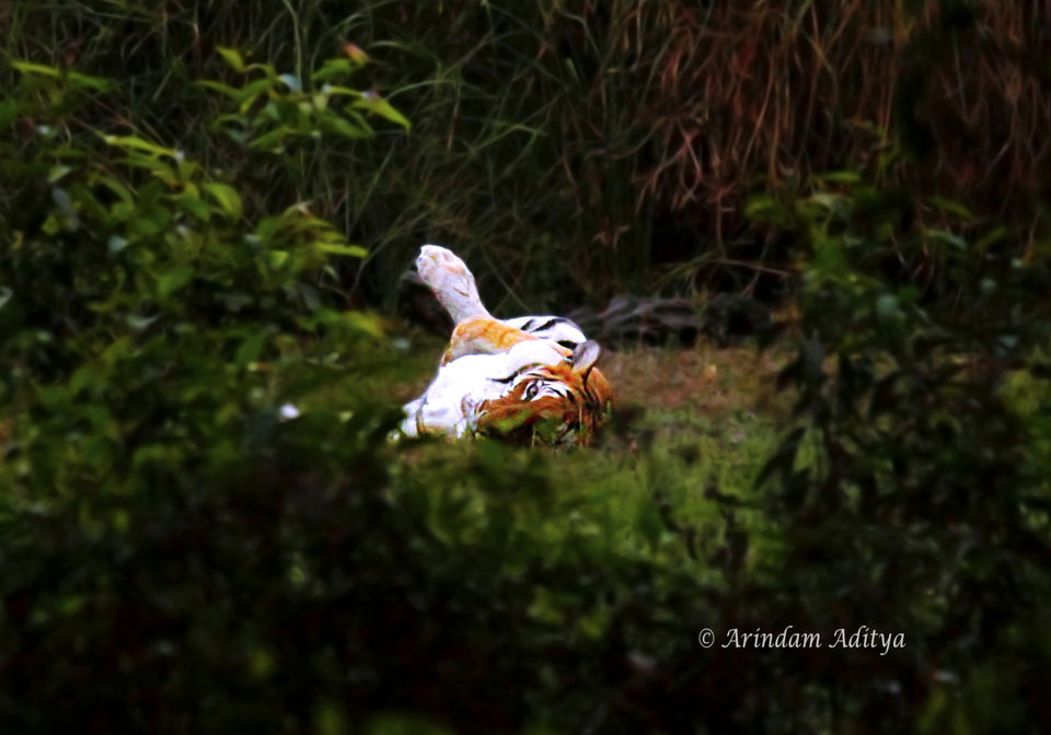 Photo of Dudhwa: The jungle is calling by Arindam Aditya