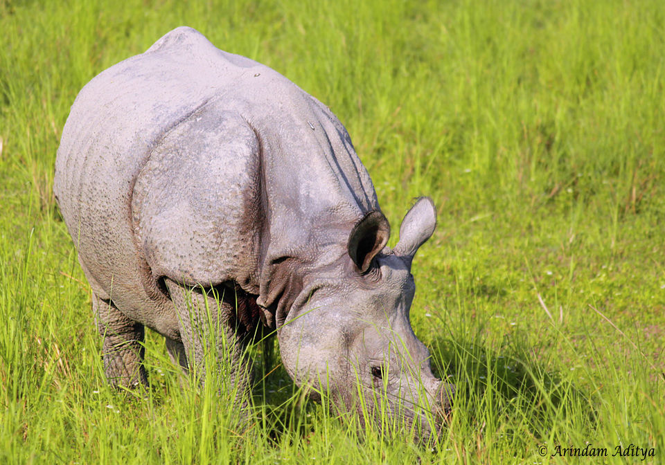 Photo of Dudhwa: The jungle is calling by Arindam Aditya