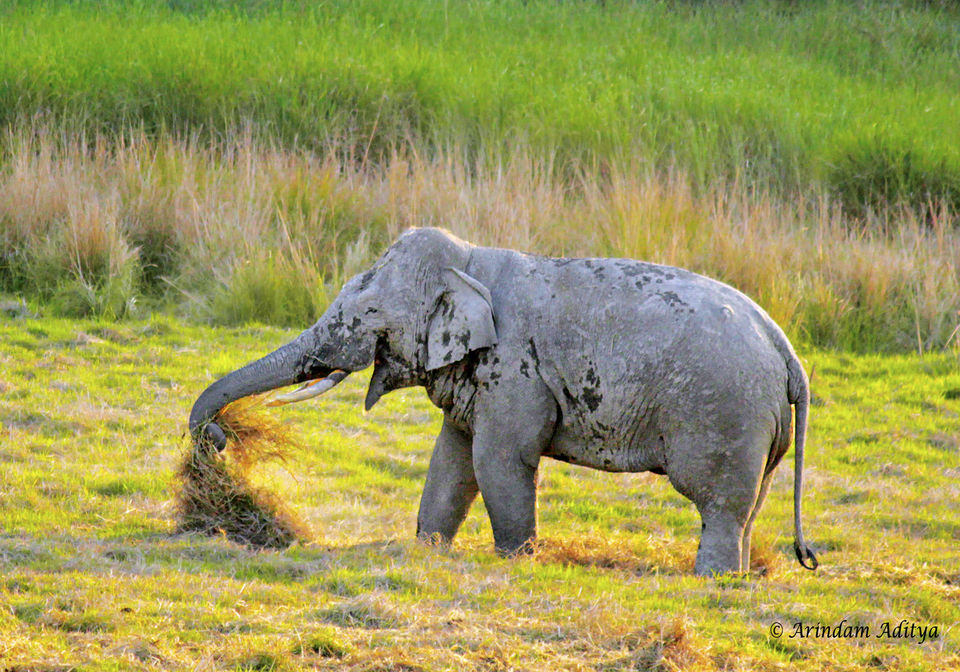 Photo of Dudhwa: The jungle is calling by Arindam Aditya