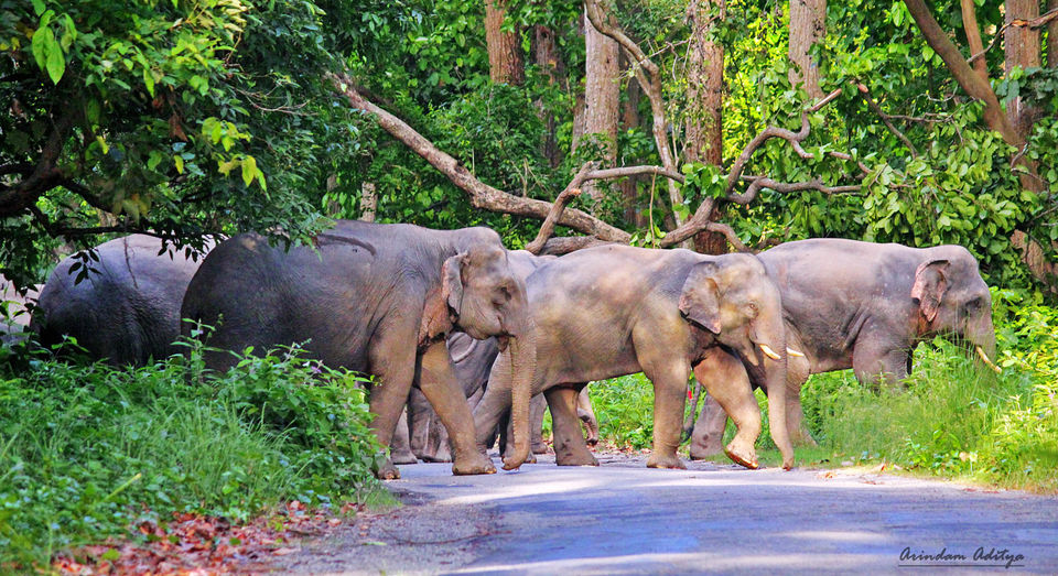 Photo of Dudhwa: The jungle is calling by Arindam Aditya
