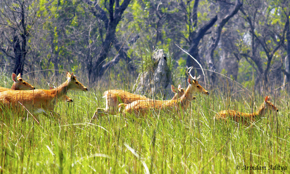 Photo of Dudhwa: The jungle is calling by Arindam Aditya
