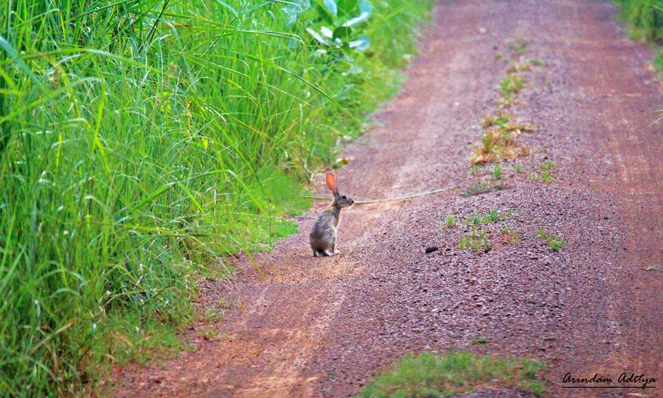 Photo of Dudhwa: The jungle is calling by Arindam Aditya