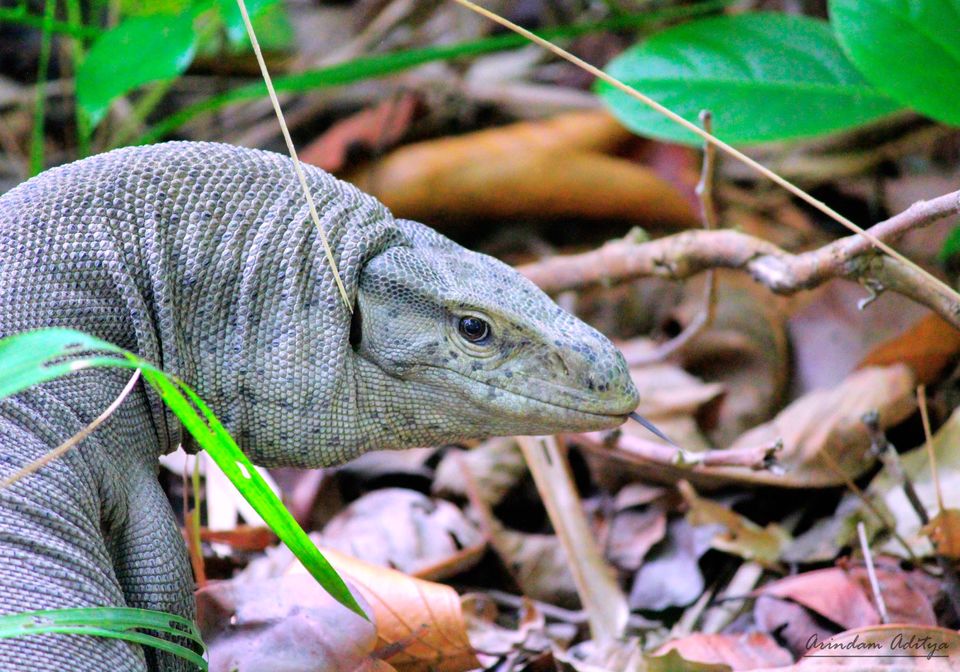 Photo of Dudhwa: The jungle is calling by Arindam Aditya