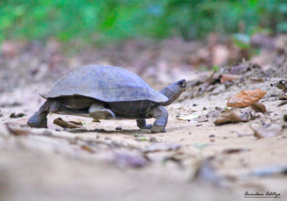 Photo of Dudhwa: The jungle is calling by Arindam Aditya
