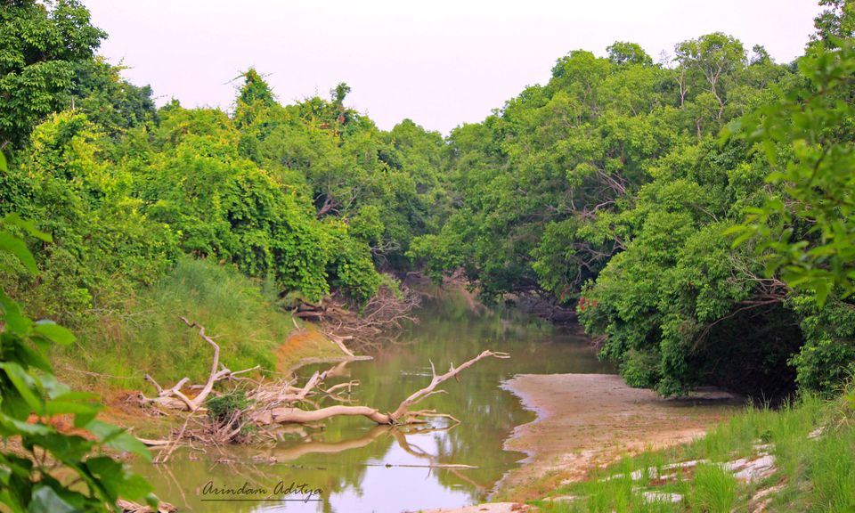Photo of Dudhwa: The jungle is calling by Arindam Aditya