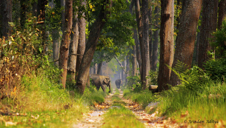 Photo of Dudhwa: The jungle is calling by Arindam Aditya
