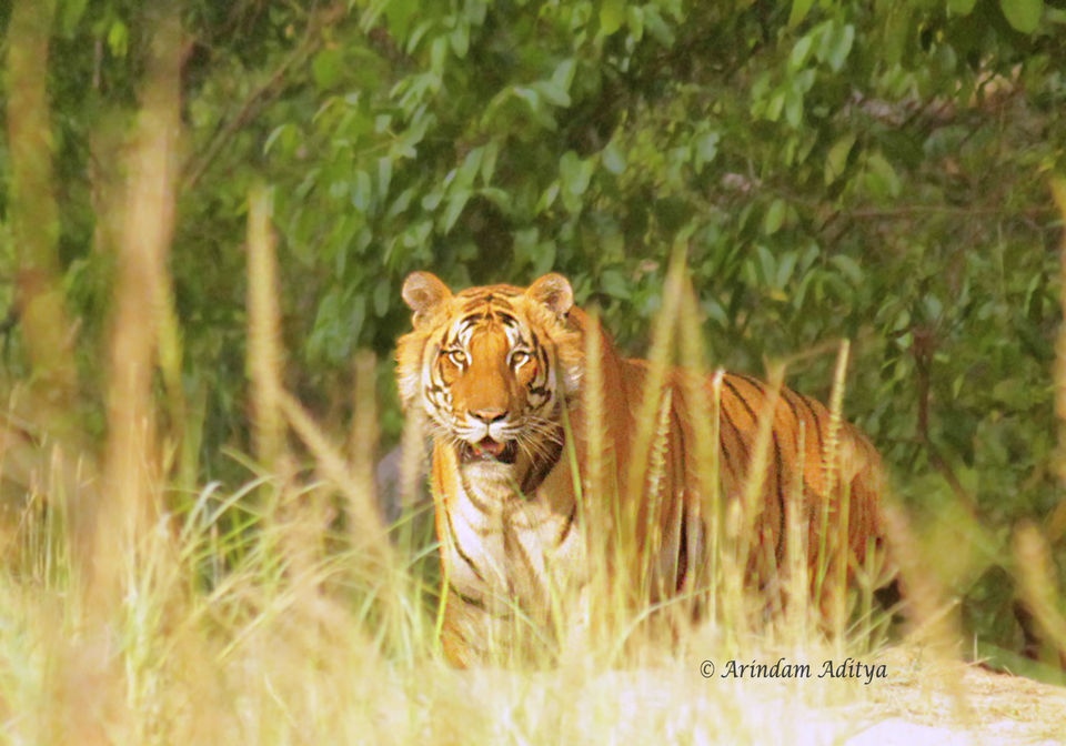 Photo of Dudhwa: The jungle is calling by Arindam Aditya