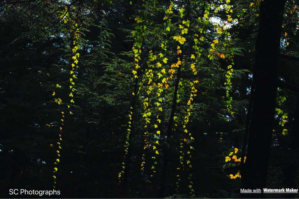 Photo of Solan, Himachal Pradesh, India by Siddharth Chugh