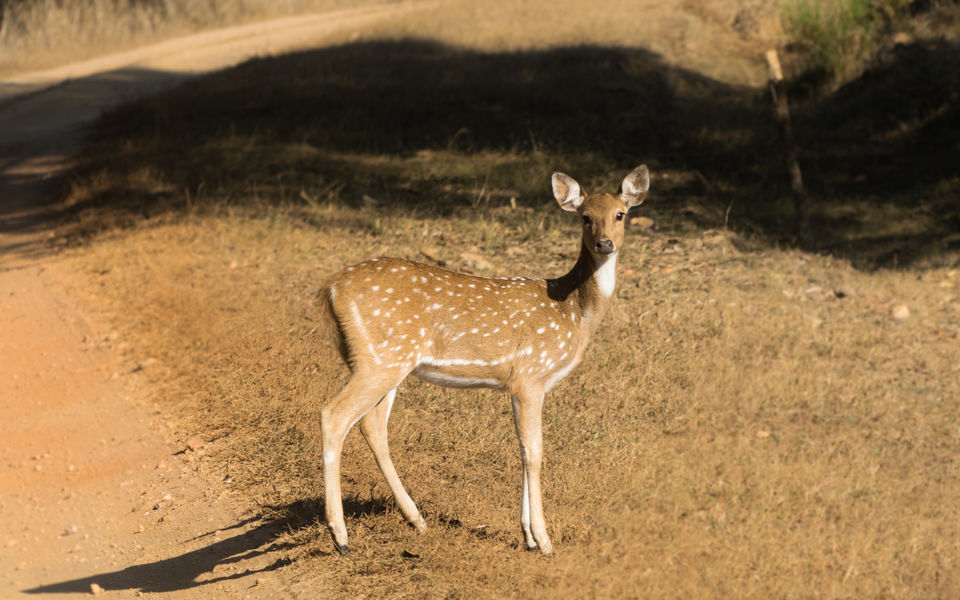 Photo of Hunting the tigers of Central India 5/11 by Apoorv Karlekar