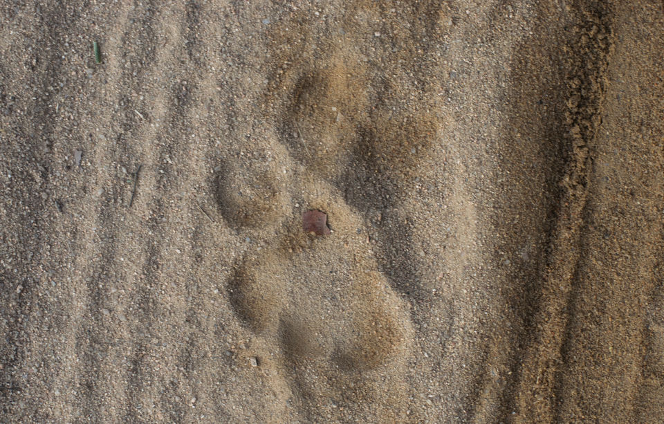Photo of Hunting the tigers of Central India 7/11 by Apoorv Karlekar