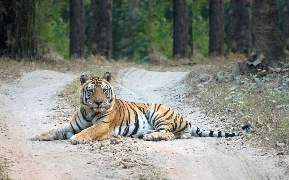 Photo of Hunting the tigers of Central India 9/11 by Apoorv Karlekar