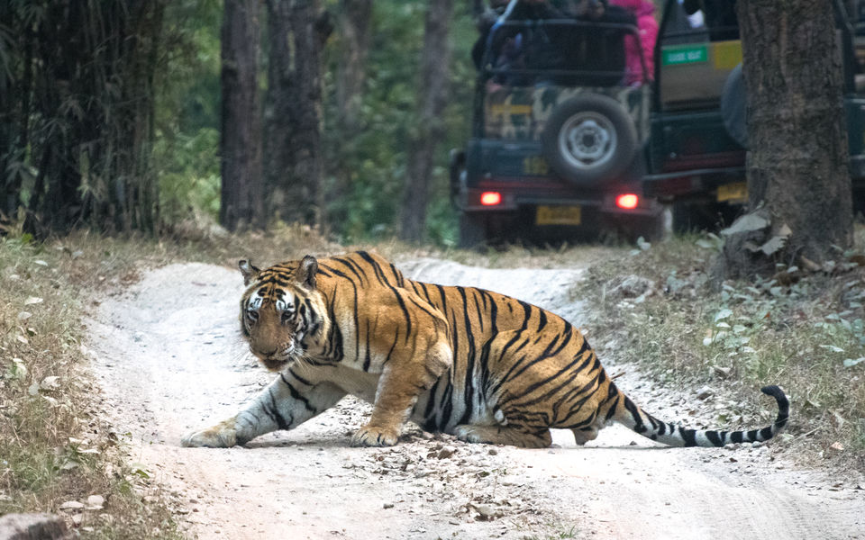 Photo of Hunting the tigers of Central India 10/11 by Apoorv Karlekar