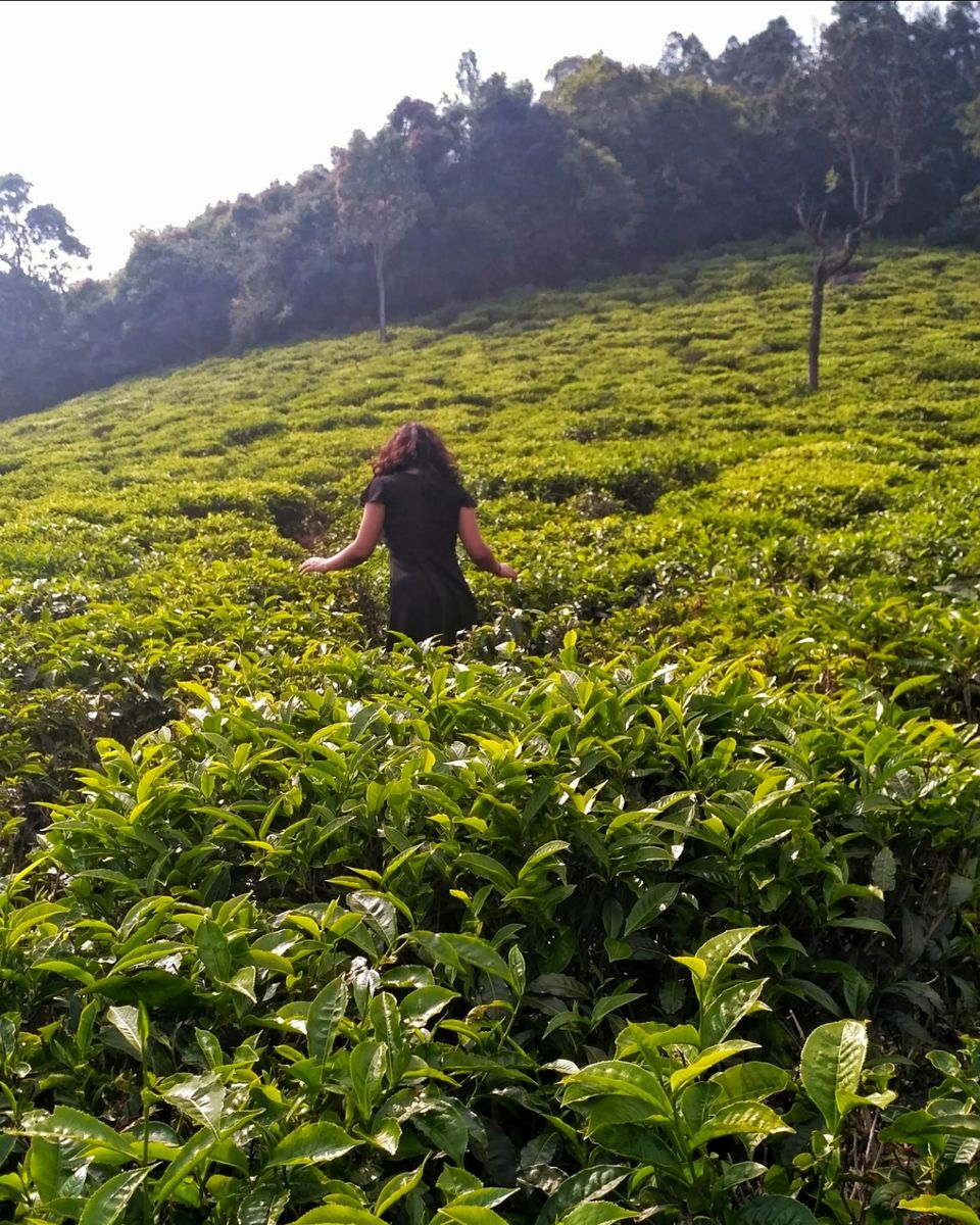 Photo of unwrapping the gift that Coonoor is. by Heena Kohli