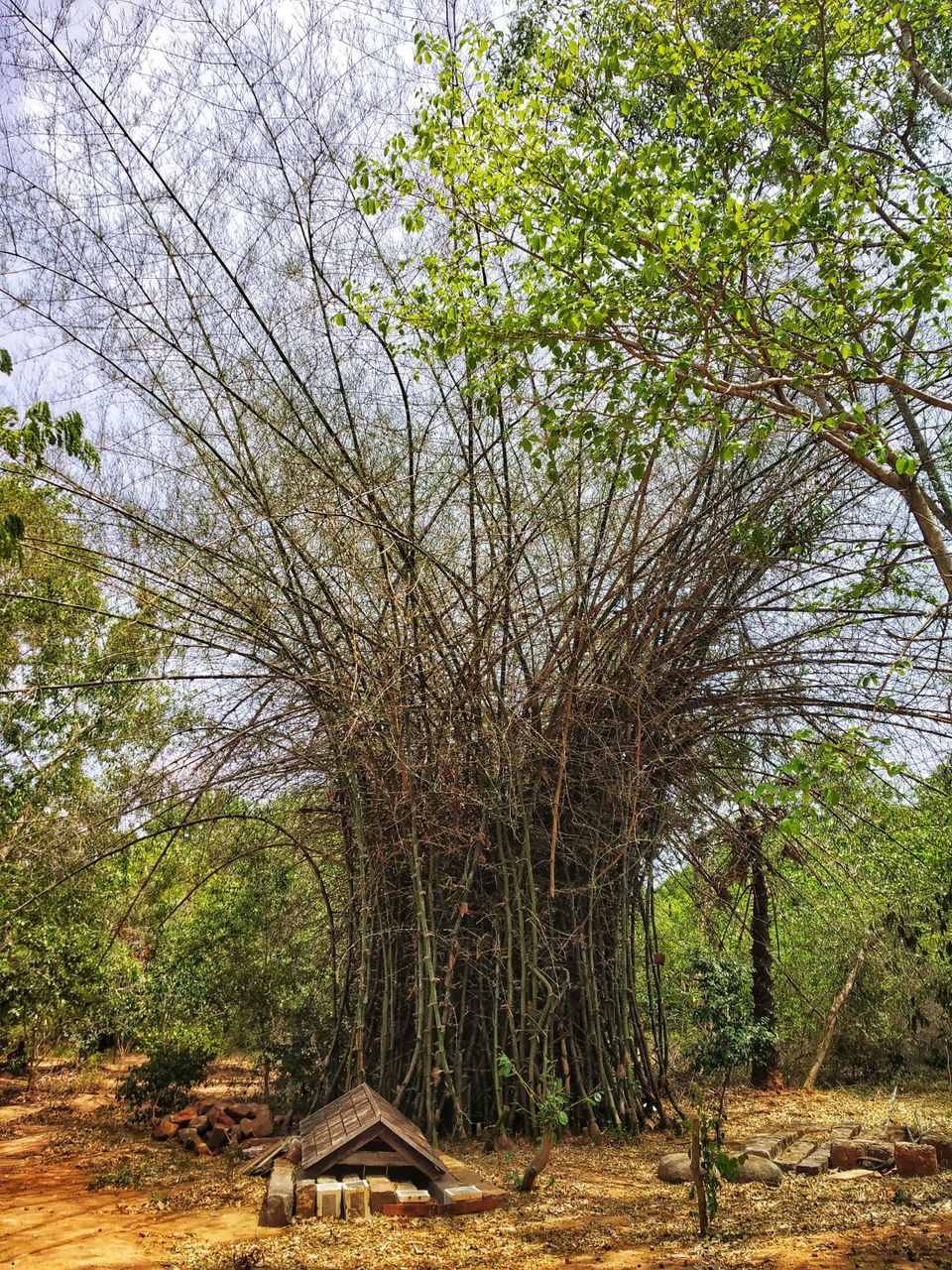 Photo of Auroville, Tamil Nadu, India by Heena Kohli
