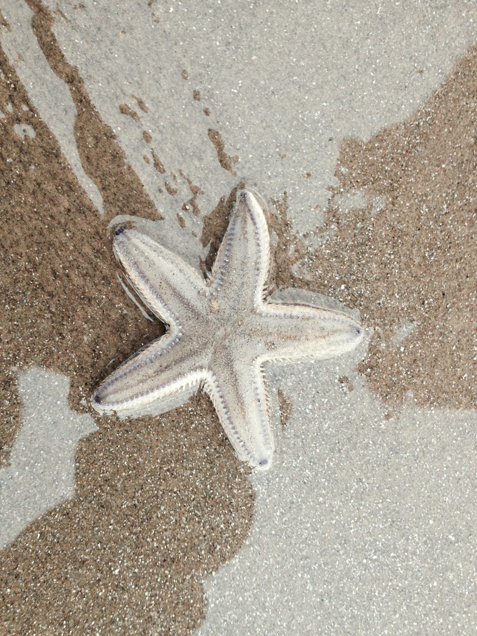 Photo of Star Struck at Digha?! 2/5 by Kaveri Mayra