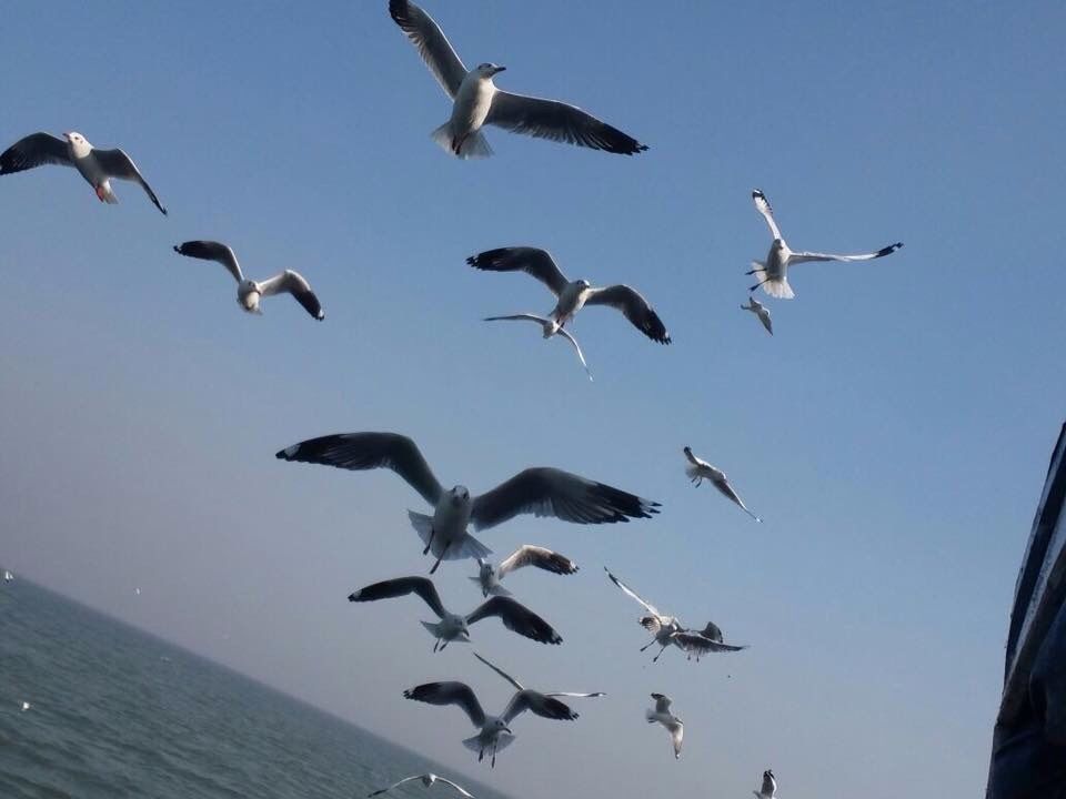 Photo of Boardwalk by Flamboyante, Mandve, Maharashtra, India by Suprita Mitter