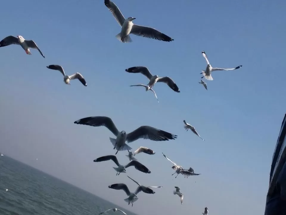 Photo of Boardwalk by Flamboyante, Mandve, Maharashtra, India by Suprita Mitter