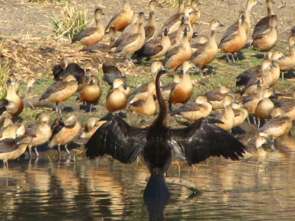 Photo of Van Vihar National Park, Shymala Hills, Bhopal, Madhya Pradesh, India by Suprita Mitter