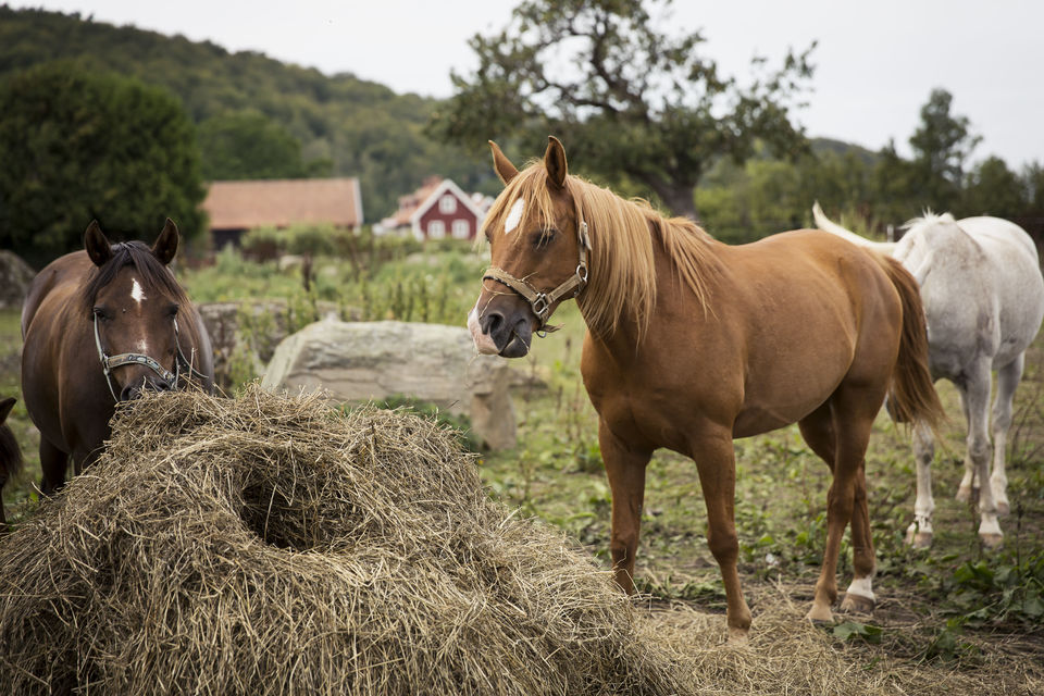 Photo of 7 reasons why your visit to Skåne is going to be unlike any other 2/2 by Suprita Mitter