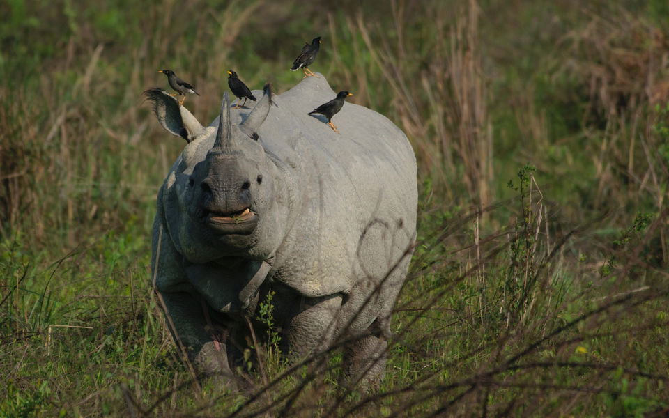 Photo of All You Need To Know About The Kaziranga National Park by Suprita Mitter