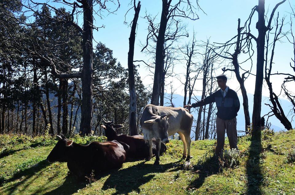 Photo of Nag Tibba - A Photo Story 15/18 by Nandini
