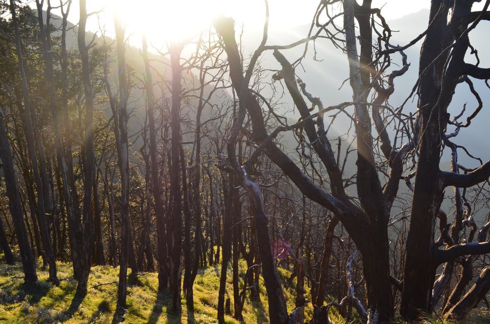 Photo of Nag Tibba - A Photo Story 16/18 by Nandini