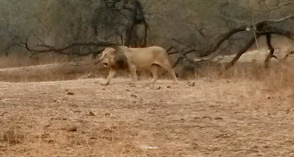 Photo of Walk with the Jungle King at Gir National Park 2/4 by shruti botadra