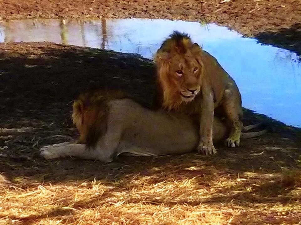 Photo of Walk with the Jungle King at Gir National Park 3/4 by shruti botadra