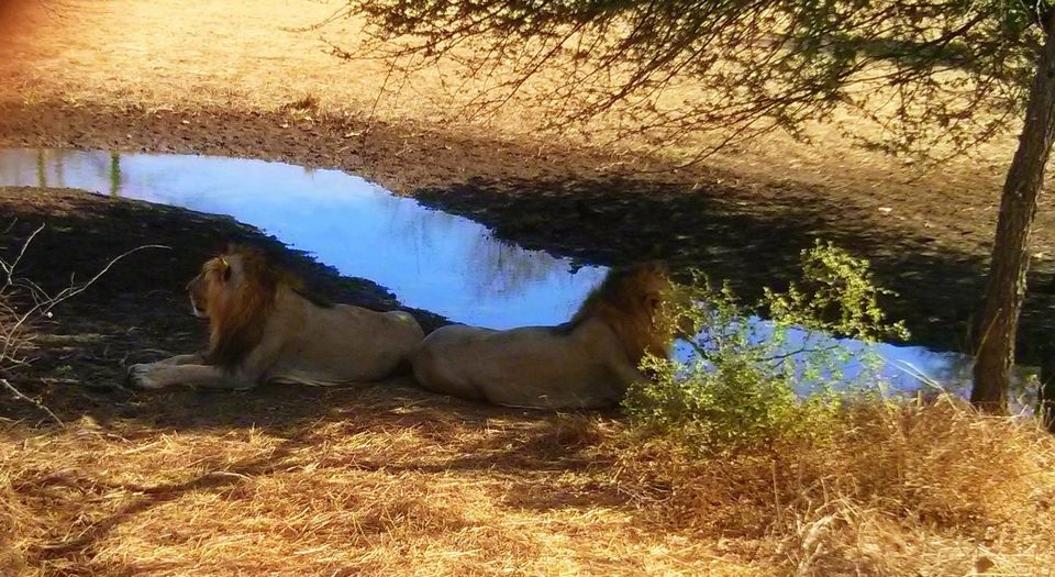 Photo of Walk with the Jungle King at Gir National Park 1/4 by shruti botadra