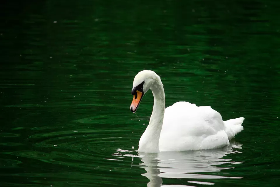 Photo of Saint Stephen's Green, Dublin, Ireland by Vishakha Jain