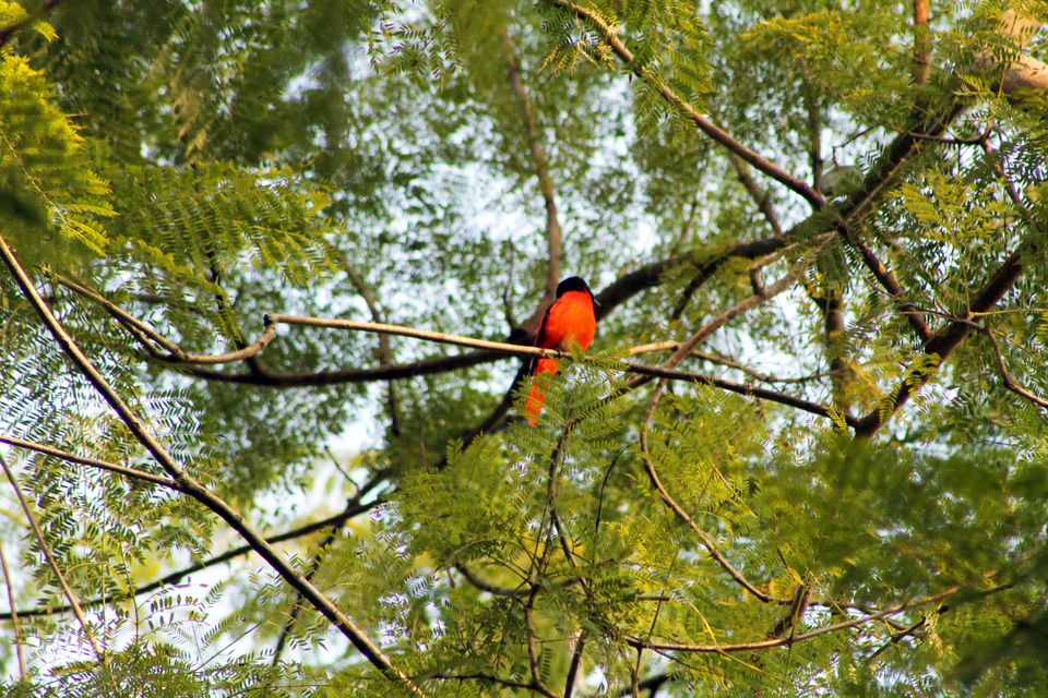 Photo of Exploring the Wilderness Jim Corbett National Park has to Offer | Trip Plan | Details 5/42 by Shayaan Ahmad Noori