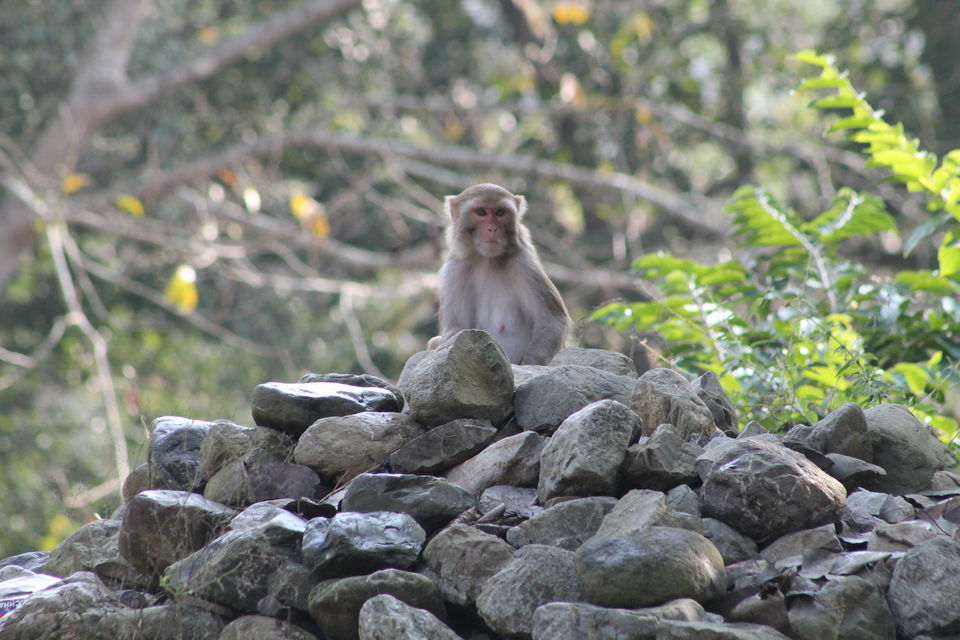 Photo of Exploring the Wilderness Jim Corbett National Park has to Offer | Trip Plan | Details 6/42 by Shayaan Ahmad Noori